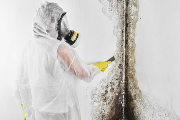 Best DIY Mold Remediation Support Services in Summit View, WA