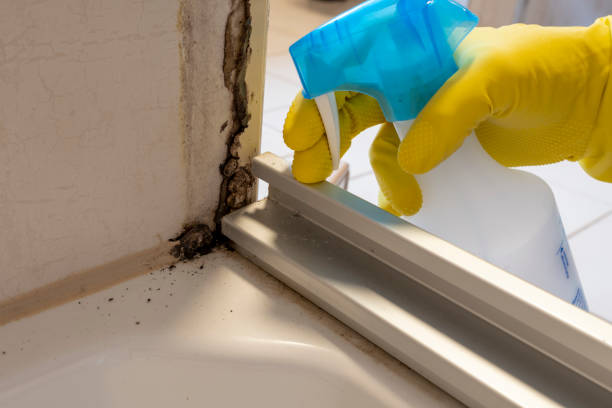 Best Attic Mold Remediation in Summit View, WA