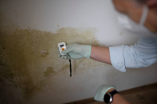 Best HVAC Mold Remediation in Summit View, WA